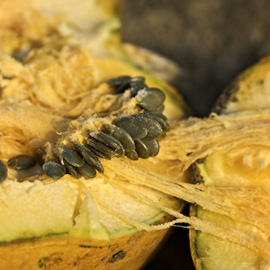 Pumpkin-Seed-Oil-3