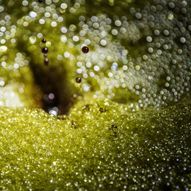 Pumpkin-Seed-Oil-4